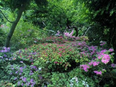 Kopie_von_010620102787R.kiusimanum.jpg