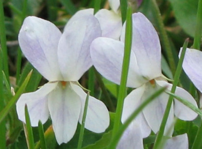 Viola_odorata_03.jpg