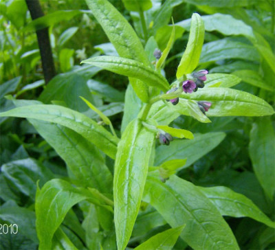 cynoglossum-germanicum-3105.jpg
