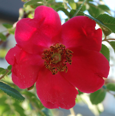 Geranium_0010__67023.jpg