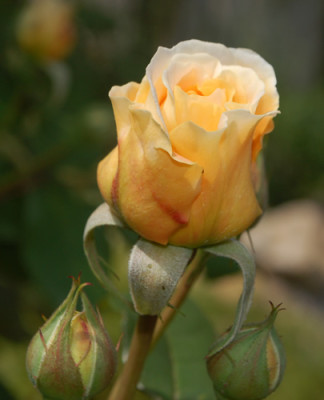 Crown_Princess_Margareta_0010__67177.jpg