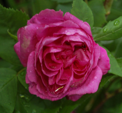 Reine_de_Violettes_0010__67425.jpg