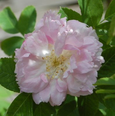 Fimbriata_0010__67452.jpg