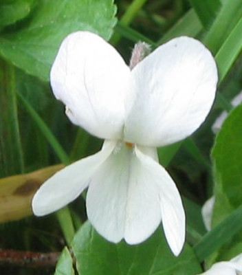 Viola_odorata_02.jpg