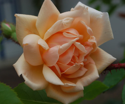 Gabrielle_Noyelle_0010__67459.jpg