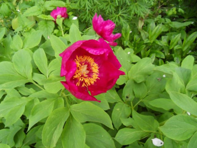 Paeonia_banatica_2010r.jpg