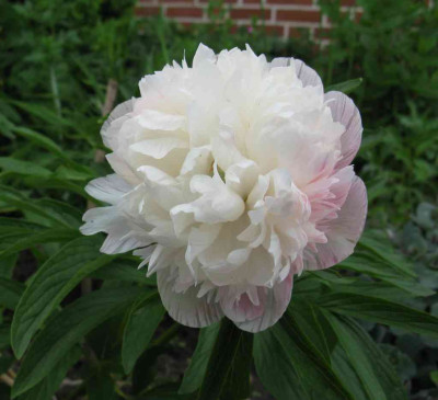 Paeonia_officinalis_Alba_Plena_2010_b_1024x768.jpg