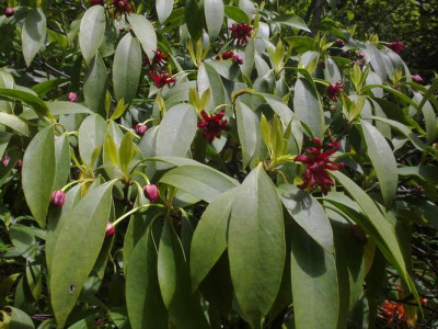 Kopie_von_010620102797Illicium_floridanum.jpg