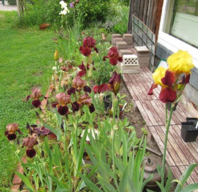 irisstreifen_2010.jpg