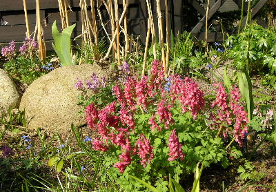 corydalis.JPG