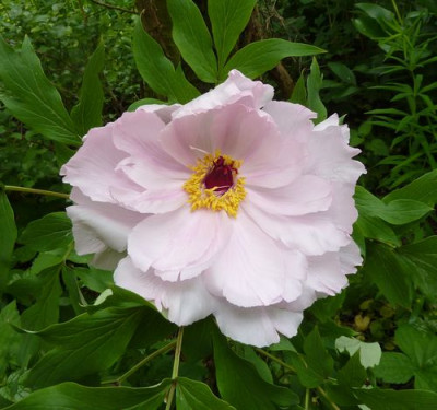 Paeonia_suffruticosa_fars_2010__.jpg