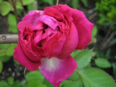 01juni2010_033_Small.jpg