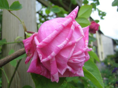 27mai2010_026_Small.jpg