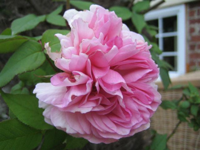 01juni2010_012_Small.jpg