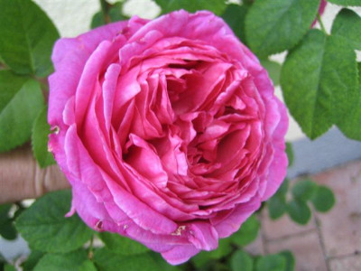 01juni2010_006_Small.jpg