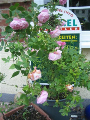 01juni2010_louise_odier_Small.jpg