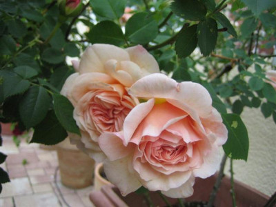 01juni2010_009_Small.jpg