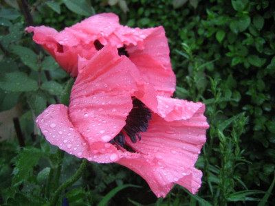 glowing_rose_Small.jpg