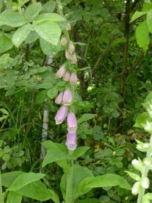 20040602_digitalis_purpurea.jpg