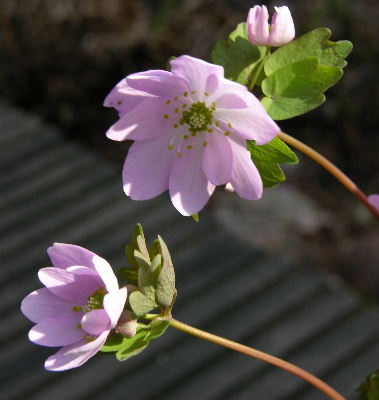 anemonella.JPG