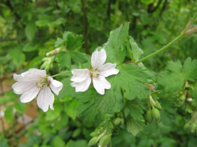 Geranium_molle_wei_100602.jpg