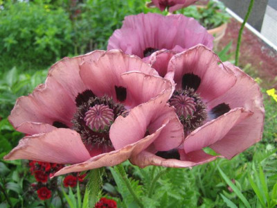 02juni2010_002_Small.jpg