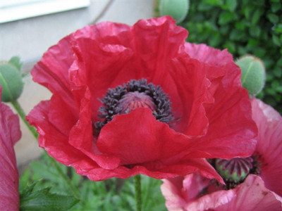 02juni2010_007_Small.jpg