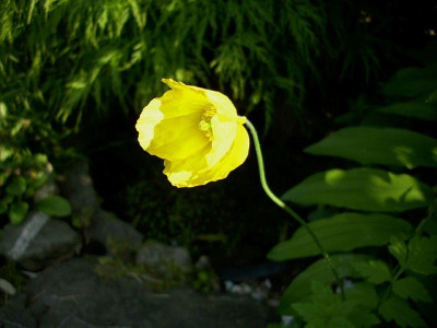 scheinmohn.jpg