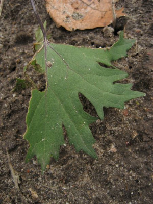 2010-06-02_Ligularia1.jpg