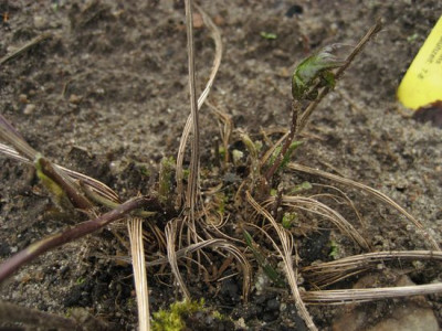 2010-06-02_Ligularia2.jpg