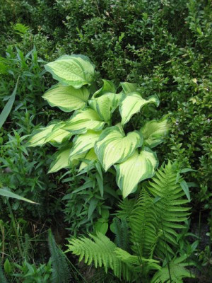 2010-06-02_Hosta1.jpg
