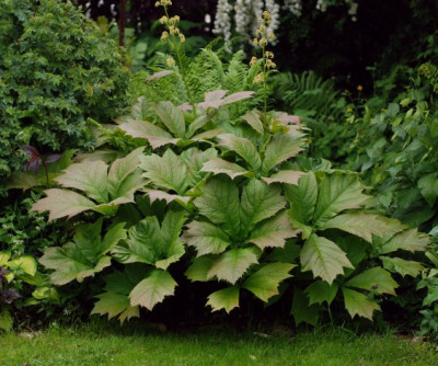 rodgersia_podophylla_2010.jpg