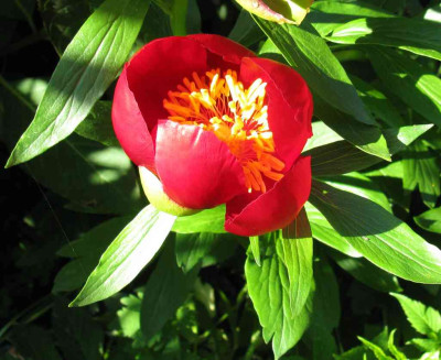 Paeonia_officinalis_Seedling_2010_b_1024x768.jpg