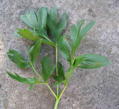 Paeonia_officinalis_Seedling_Laub_800x600.jpg