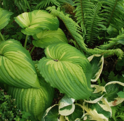 hosta_warpaint_01.jpg