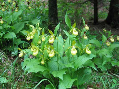 Cyp.calceolus-gelb.jpg
