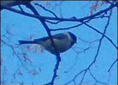 unbekannt_vogel.jpg