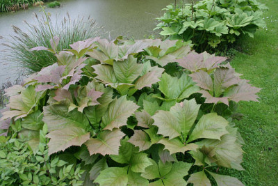 Rodgersia0110a.jpg