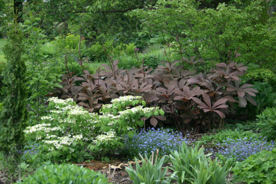 Rodgersia0310a.jpg