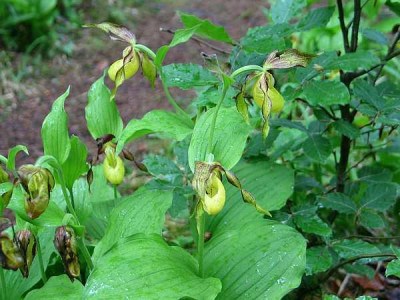 Cyp.calceolus-grunax.jpg