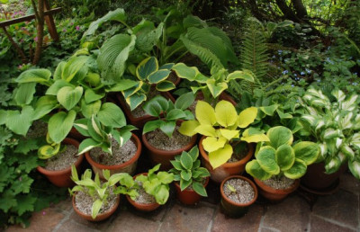 hostas_kies_topf.jpg