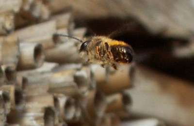 Osmia_bicornis_-_Rote_Mauerbiene_12.jpg