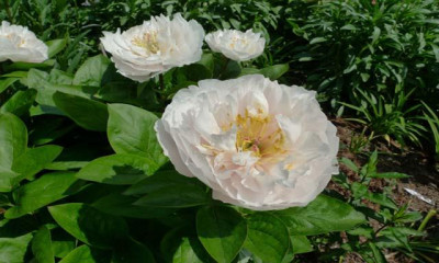 Blushing_Princess_Saunders_16350_F2.jpg