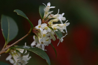 Osmanthus-April-1.jpg