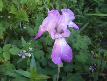 Iris__Mai_2010_107.jpg
