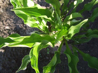 Hosta__1.jpg