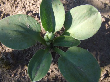 Hosta_2.jpg