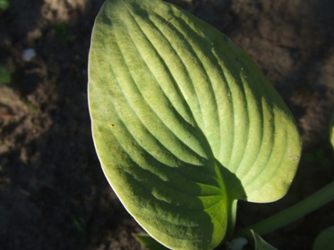 Hosta_3.jpg