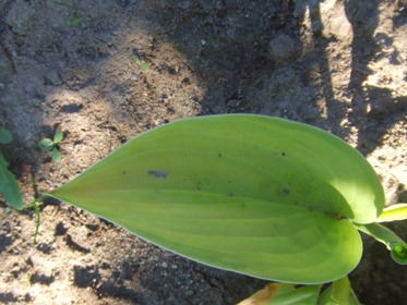 Hosta_4.jpg
