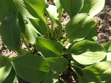Hosta_5.jpg